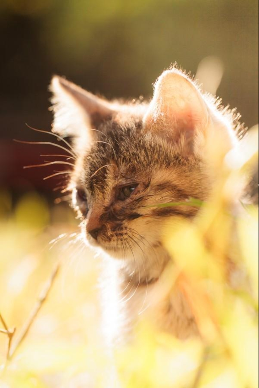 Dedicated to all cat lovers Dedicated to all cat lovers