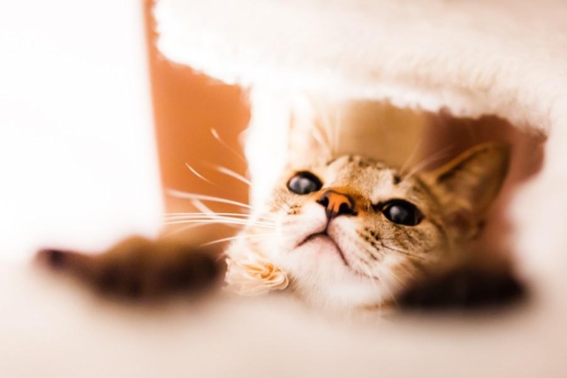 Dedicated to all cat lovers Dedicated to all cat lovers