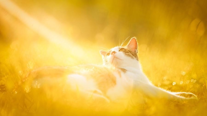 Dedicated to all cat lovers Dedicated to all cat lovers