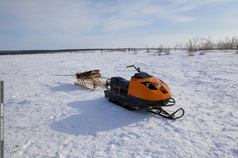 Deer running. Yamal Deer running. Yamal