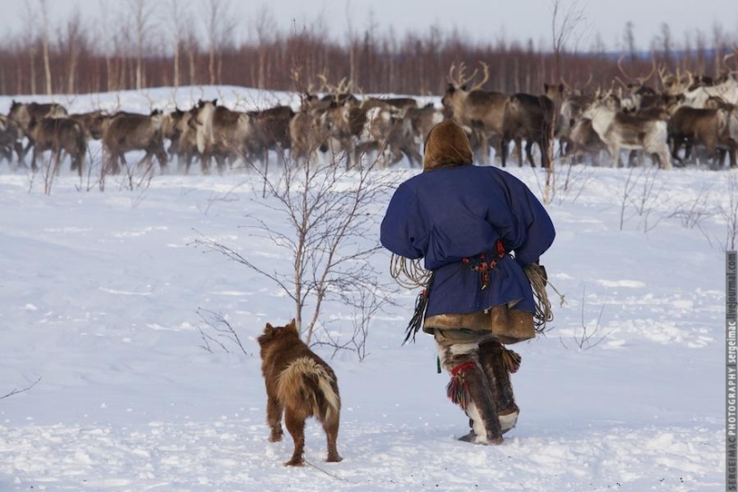 Deer running. Yamal Deer running. Yamal