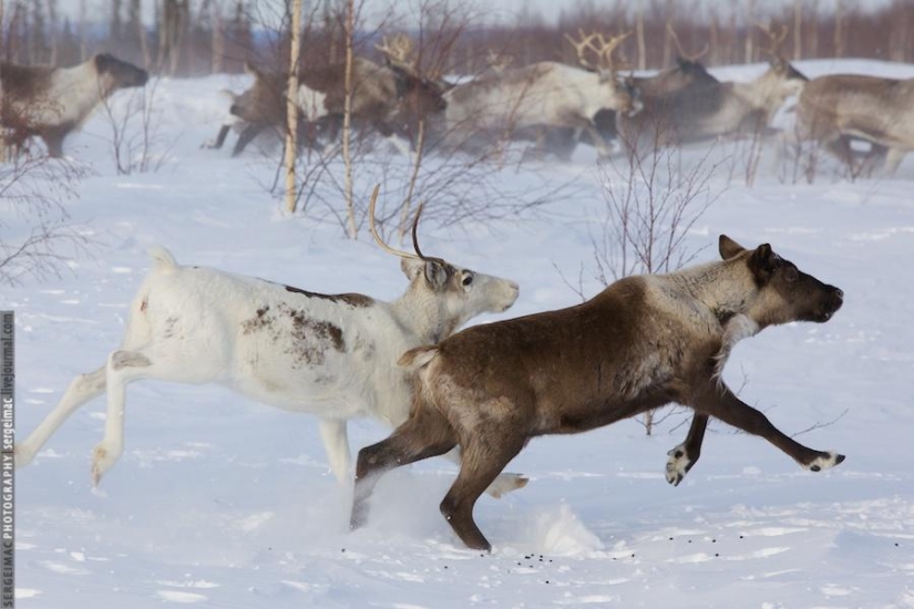 Deer running. Yamal Deer running. Yamal