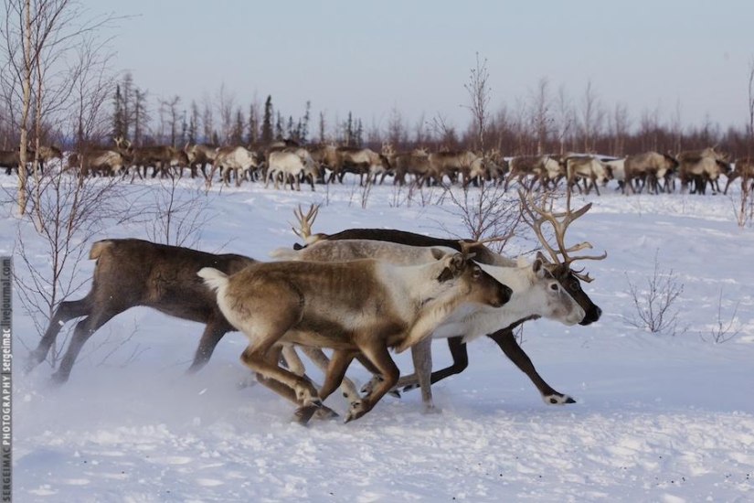 Deer running. Yamal Deer running. Yamal