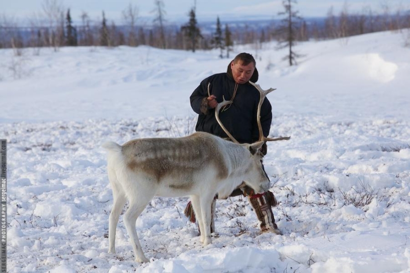 Deer running. Yamal Deer running. Yamal