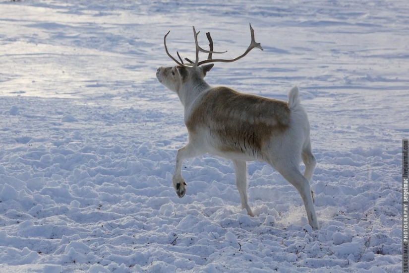 Deer running. Yamal Deer running. Yamal