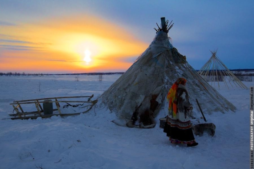 Deer running. Yamal Deer running. Yamal