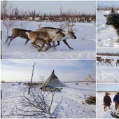 Deer running. Yamal