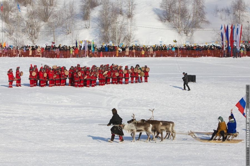 Deer running. Yamal Deer running. Yamal