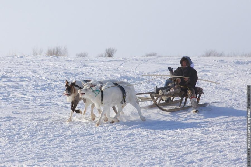 Deer running. Yamal Deer running. Yamal