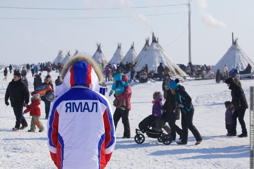 Deer running. Yamal Deer running. Yamal