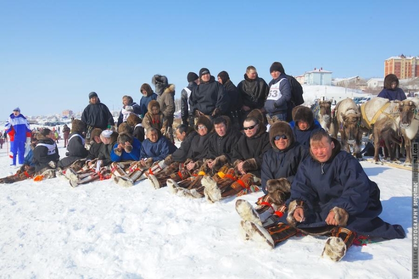 Deer running. Yamal Deer running. Yamal