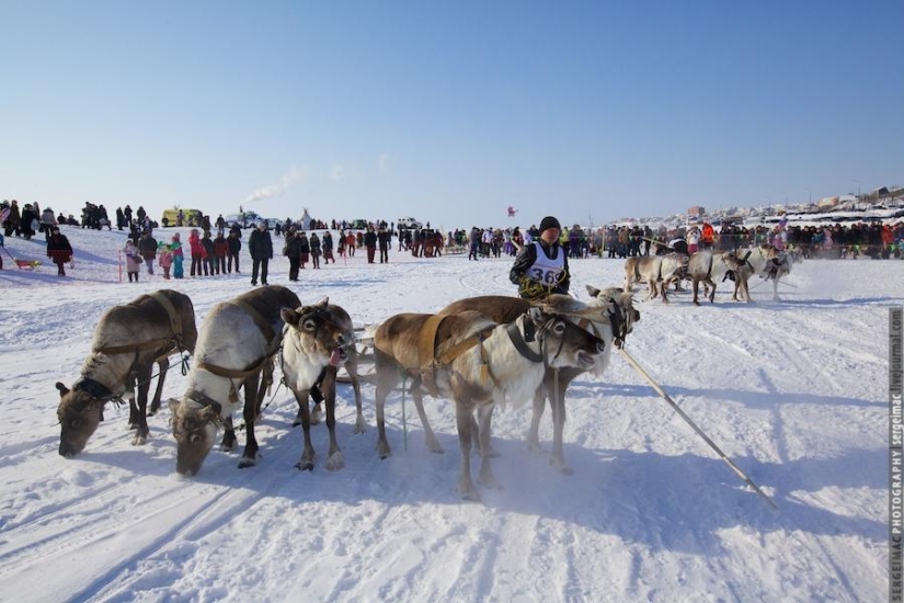 Deer running. Yamal Deer running. Yamal