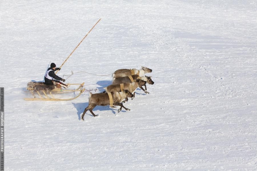 Deer running. Yamal Deer running. Yamal