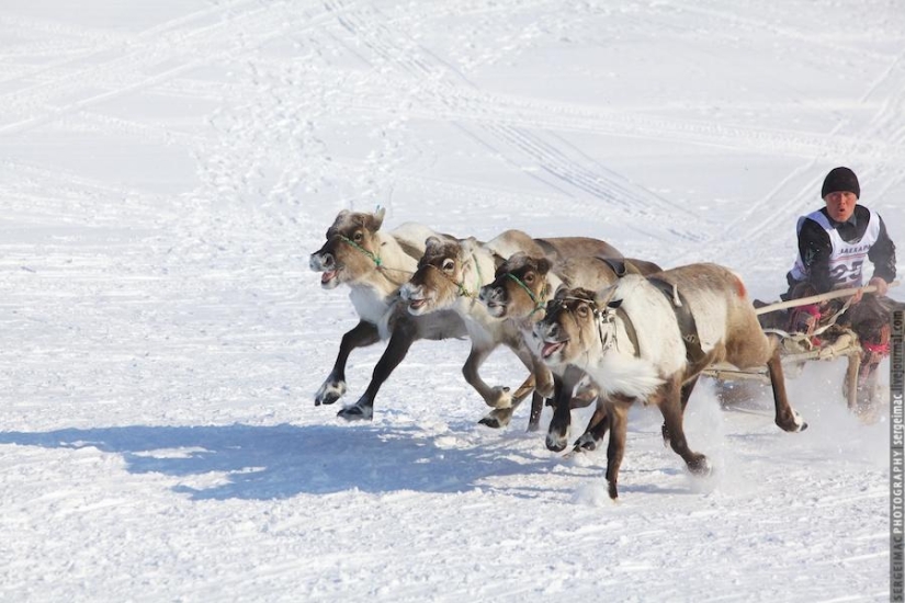 Deer running. Yamal Deer running. Yamal
