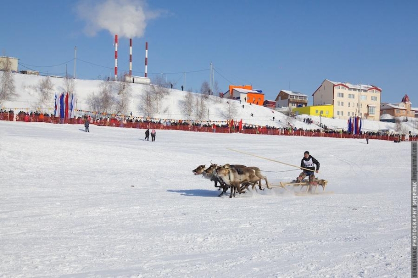 Deer running. Yamal Deer running. Yamal