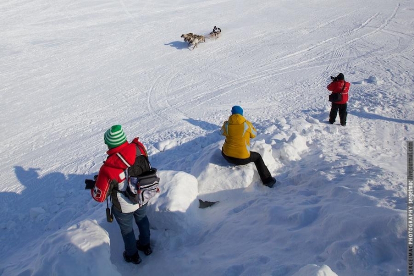 Deer running. Yamal Deer running. Yamal