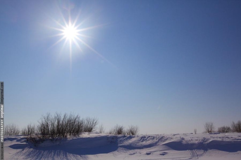 Deer running. Yamal Deer running. Yamal