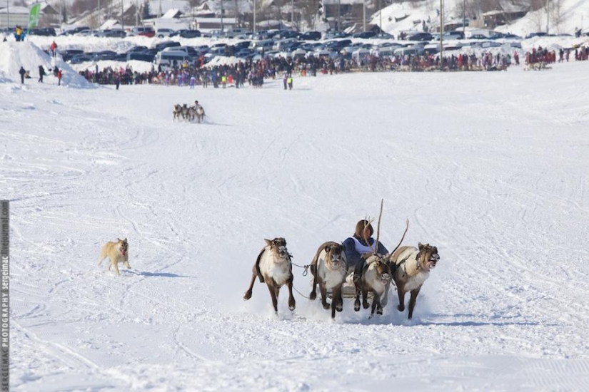 Deer running. Yamal Deer running. Yamal