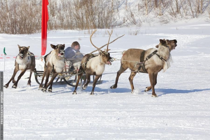Deer running. Yamal Deer running. Yamal
