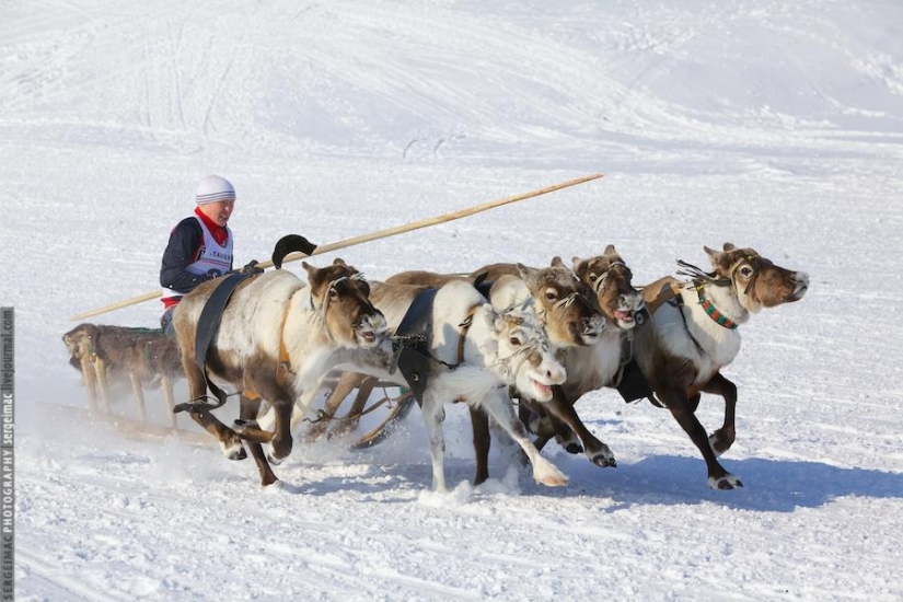 Deer running. Yamal Deer running. Yamal