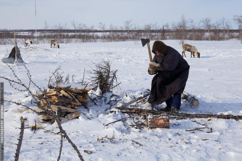 Deer running. Yamal Deer running. Yamal