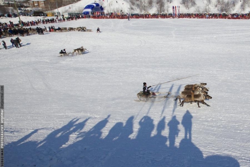 Deer running. Yamal Deer running. Yamal