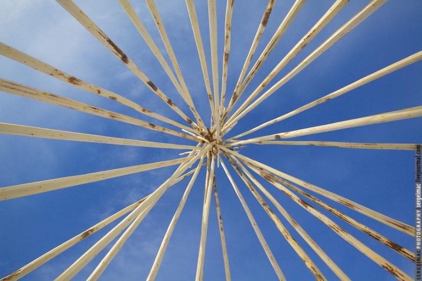 Deer running. Yamal Deer running. Yamal