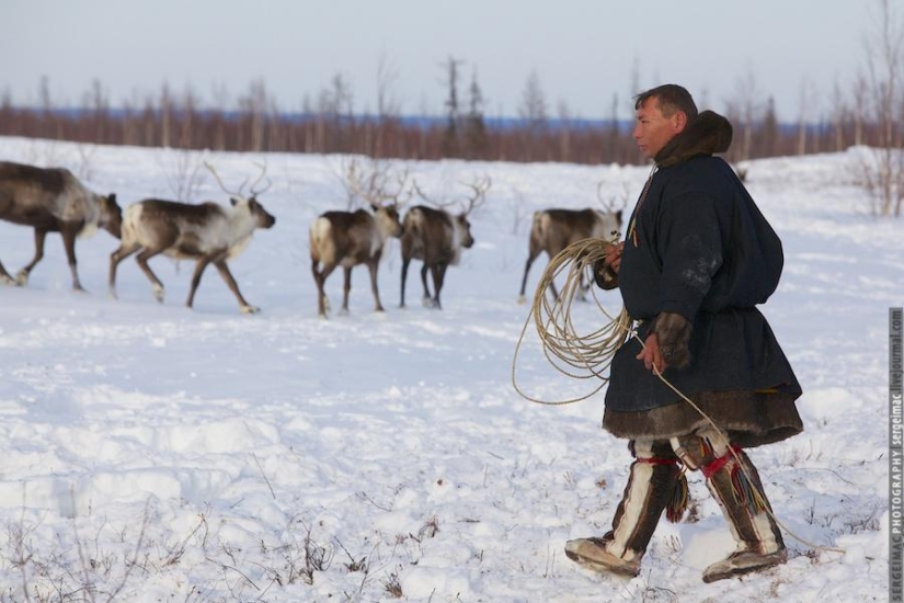 Deer running. Yamal Deer running. Yamal