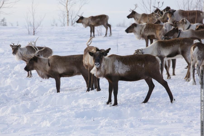 Deer running. Yamal Deer running. Yamal