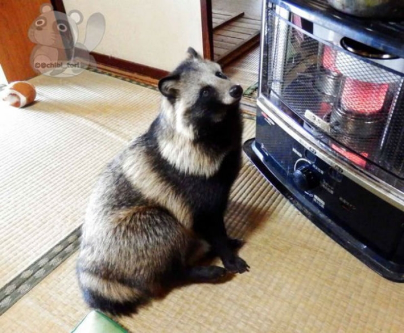 Definitivamente te enamorarás de Tanu el perro mapache