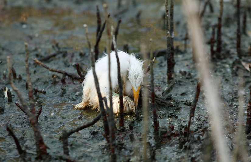 Derrame de petróleo en el Golfo de México