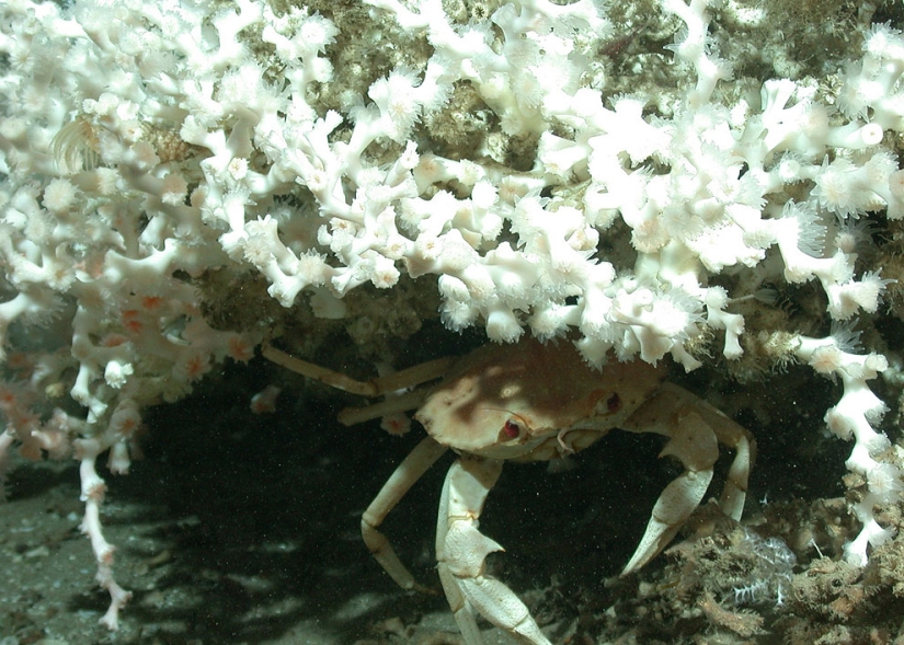 Derrame de petróleo en el Golfo de México
