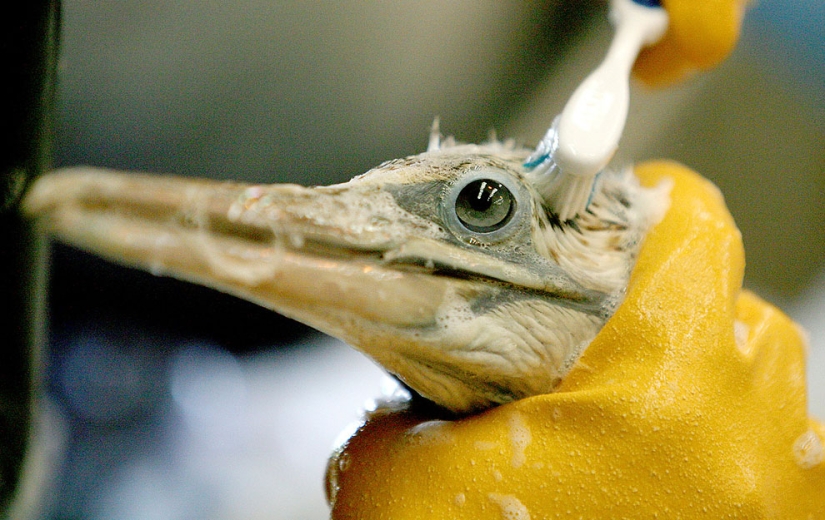 Derrame de petróleo en el Golfo de México