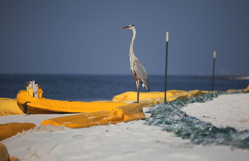 Derrame de petróleo en el Golfo de México