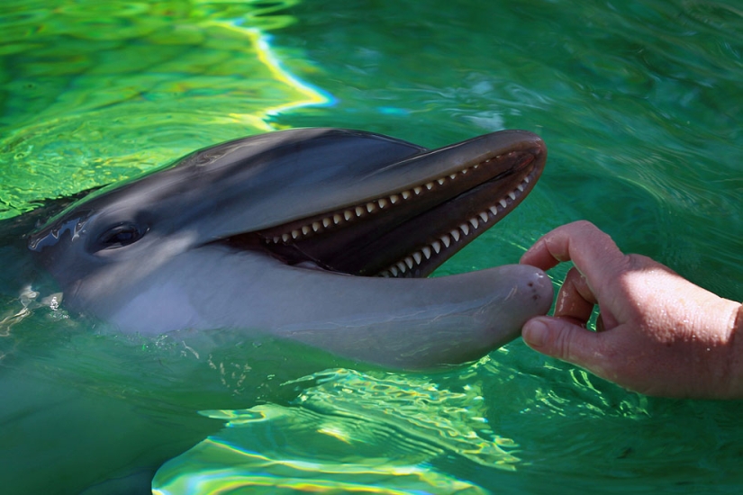 Derrame de petróleo en el Golfo de México