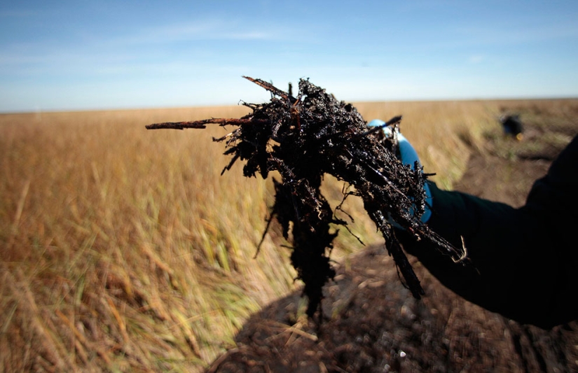 Derrame de petróleo en el Golfo de México