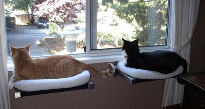 Design for cats Design for cats