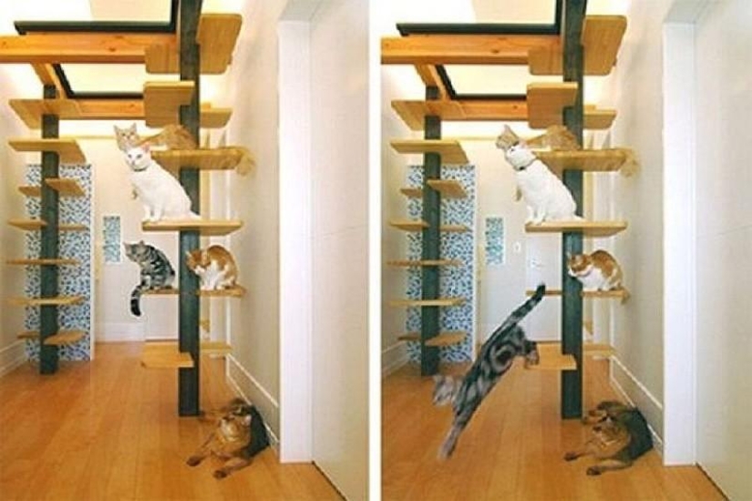 Design for cats Design for cats