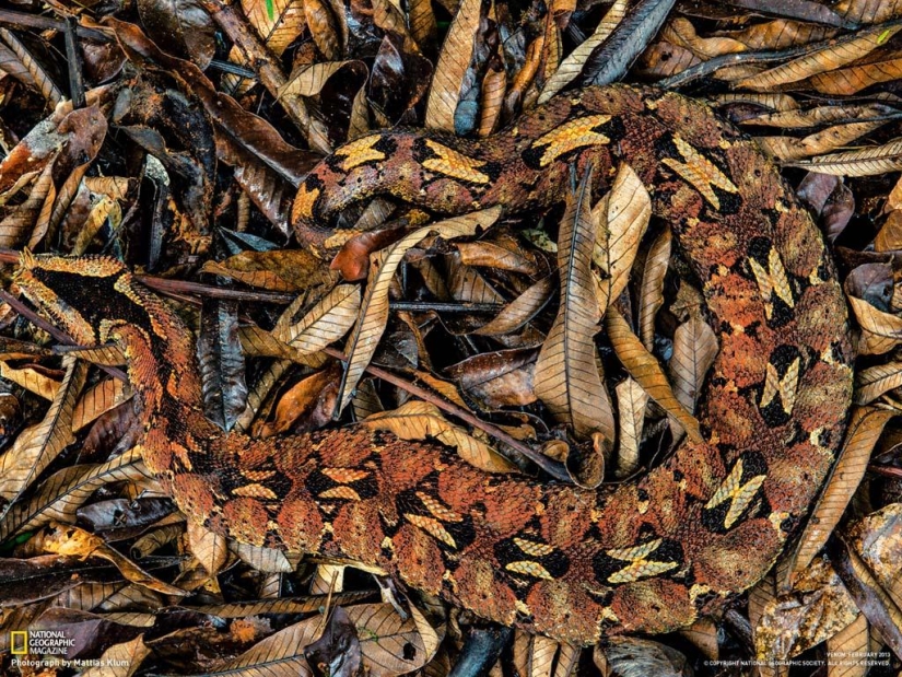 Desktop wallpaper from National Geographic March 2013