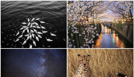 Desktop wallpapers from National Geographic for November 2013 Desktop wallpapers from National Geographic for November 2013