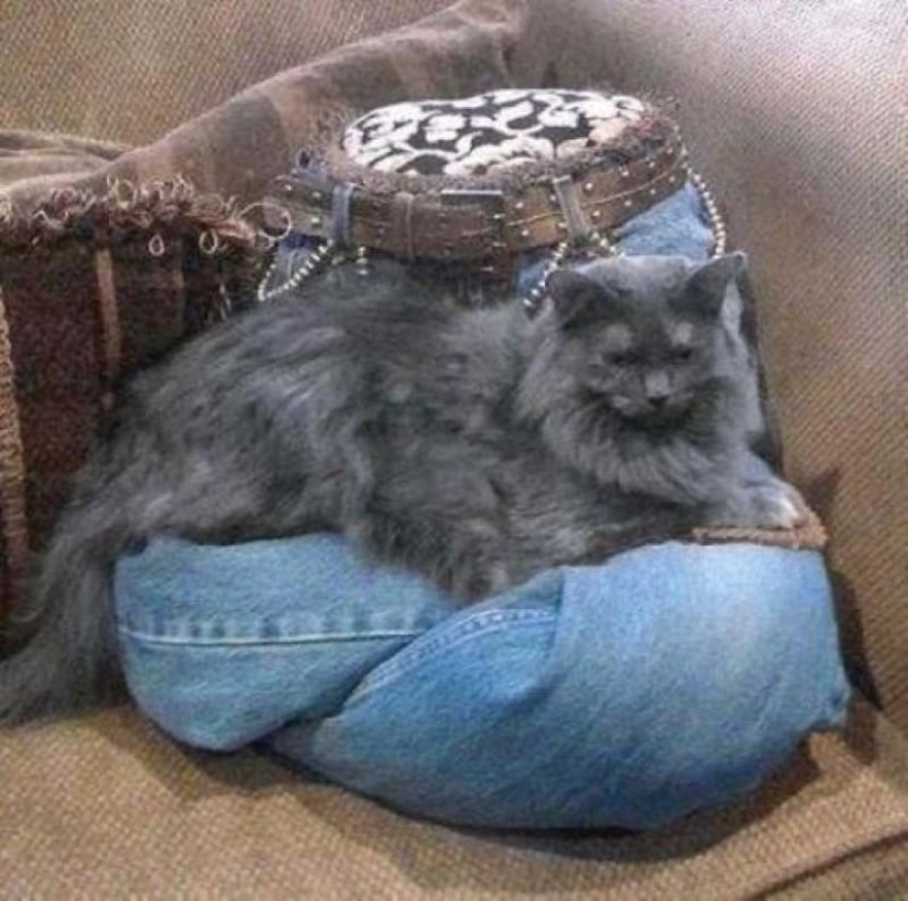 diseño para gatos diseño para gatos