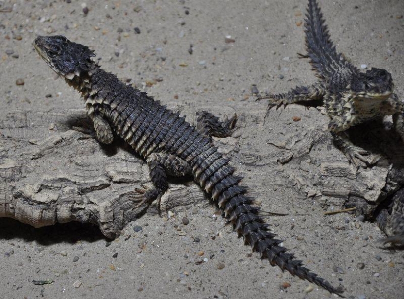 Diurnal lizards - belttails Diurnal lizards - belttails