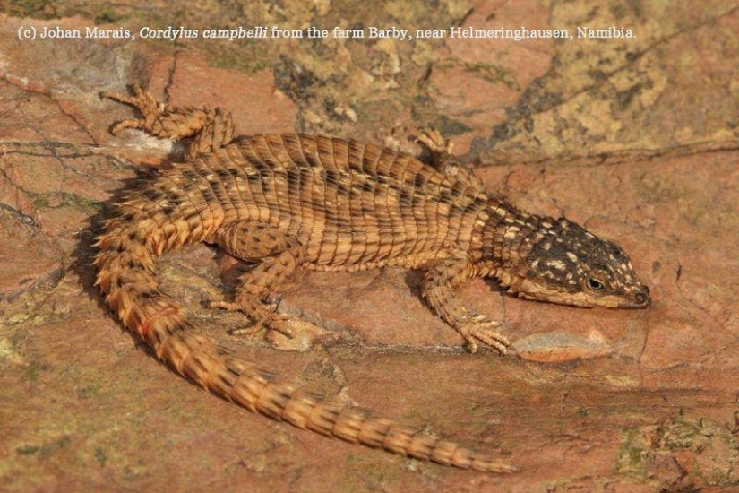 Diurnal lizards - belttails Diurnal lizards - belttails