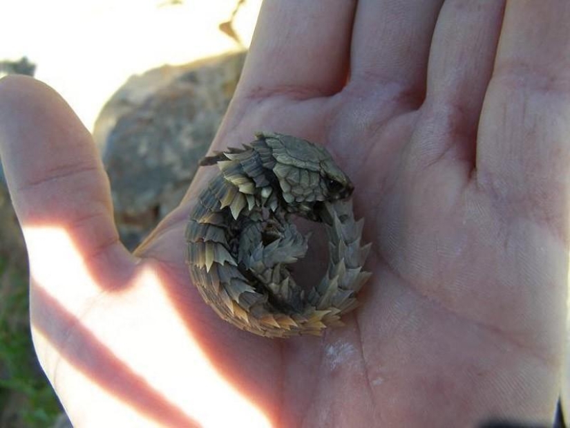 Diurnal lizards - belttails Diurnal lizards - belttails
