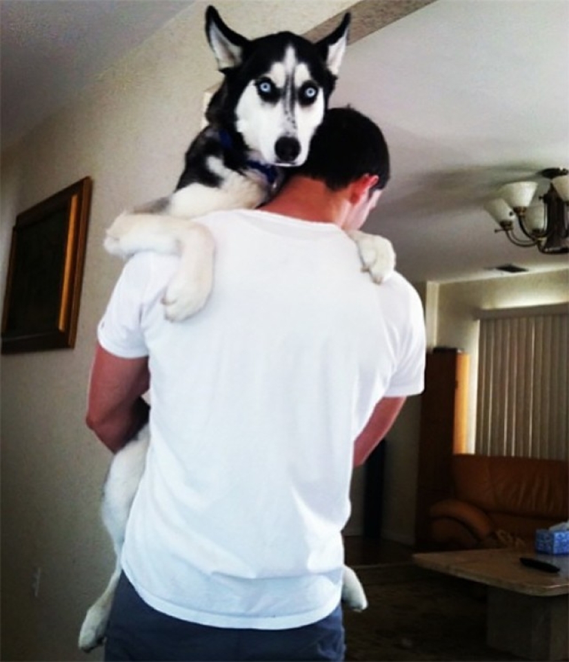 ¡Doctor sexy y su glorioso husky! ¡Doctor sexy y su glorioso husky!