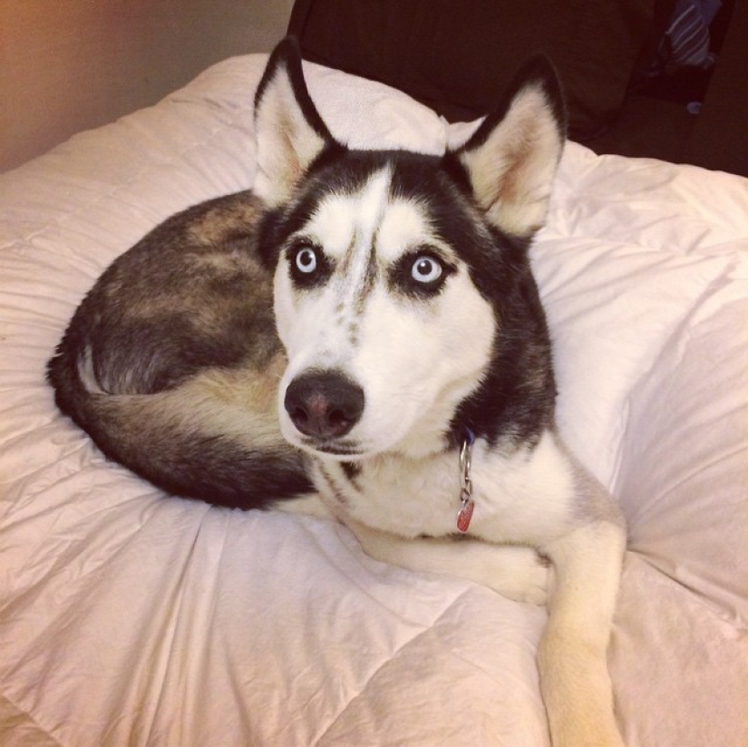 ¡Doctor sexy y su glorioso husky! ¡Doctor sexy y su glorioso husky!