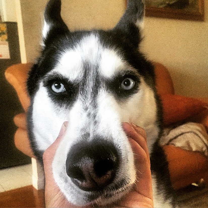 ¡Doctor sexy y su glorioso husky! ¡Doctor sexy y su glorioso husky!