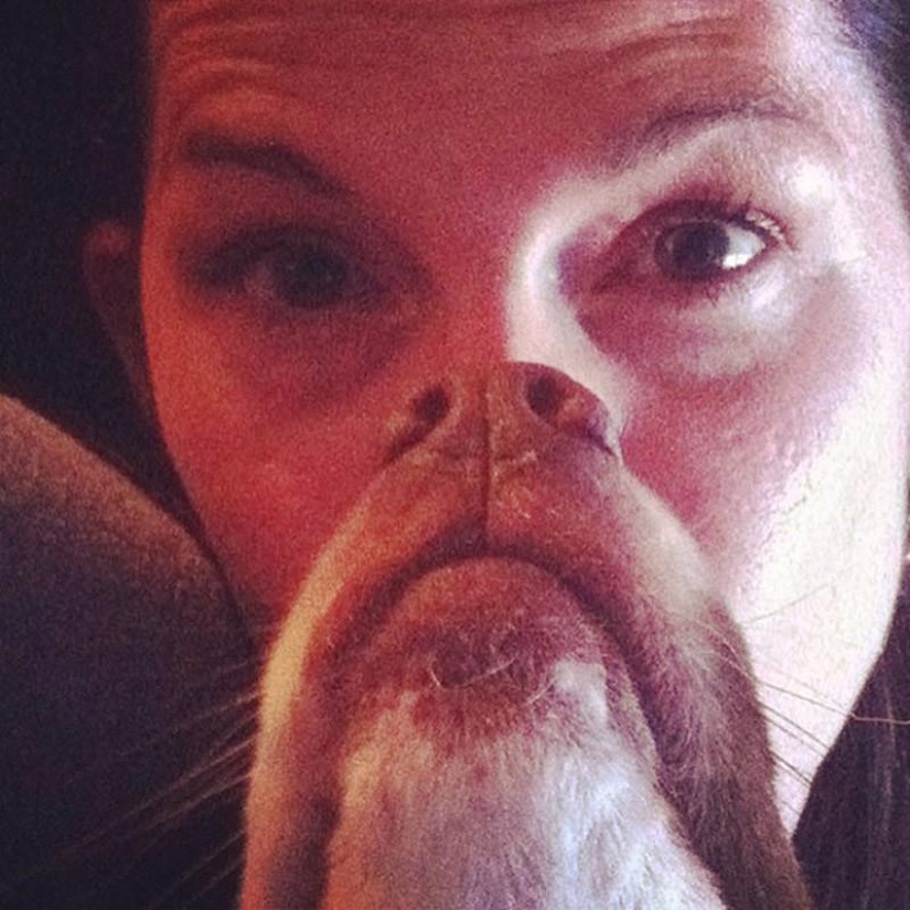 dog beards