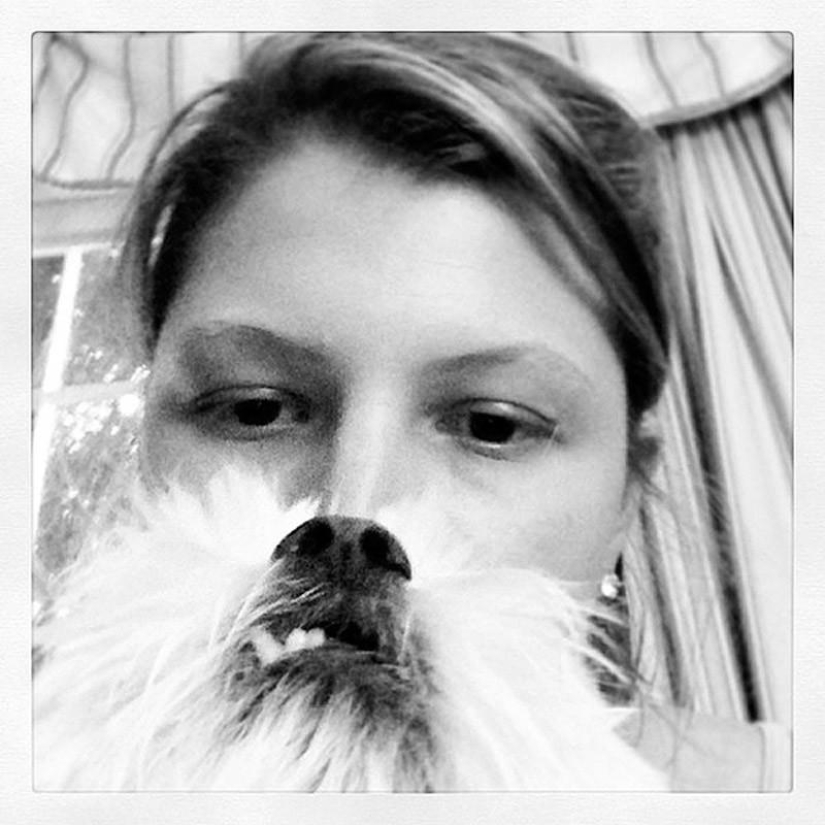 dog beards