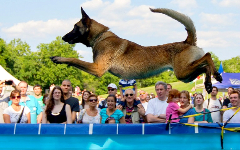 Dog diving: only for determined dogs Dog diving: only for determined dogs